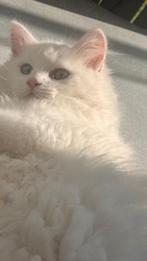 Perzische kitten poesje met verschillende gekleurde ogen, Dieren en Toebehoren, Poes, Langharig, 0 tot 2 jaar