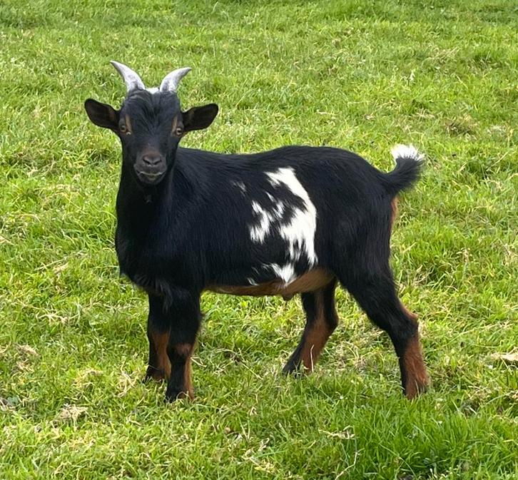 Mooie dwergbok te huur, Dieren en Toebehoren, Schapen, Geiten en Varkens, Geit, Mannelijk