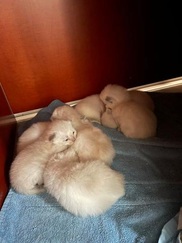 Ragdoll kittens voor reserveren beschikbaar voor biedingen