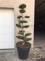 Taxus bonsai, In pot, Minder dan 100 cm, Overige soorten, Volle zon