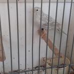 Kanarie, Dieren en Toebehoren, Vogels | Kanaries, Mannelijk, Kleurkanarie
