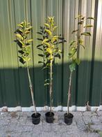 Eetappelbomen in pot, Tuin en Terras, Planten | Fruitbomen, Ophalen, Lente, In pot, Appelboom