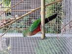 australische koningsparkiet, Dieren en Toebehoren, Geslacht onbekend, Geringd