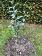 Appelbomen te koop, Tuin en Terras, Planten | Bomen, Volle zon, Verzenden, Overige soorten, Minder dan 100 cm