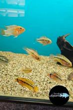 Apistogramma macmasteri red mask, Dieren en Toebehoren, Vissen | Aquariumvissen, Vis, Zoetwatervis