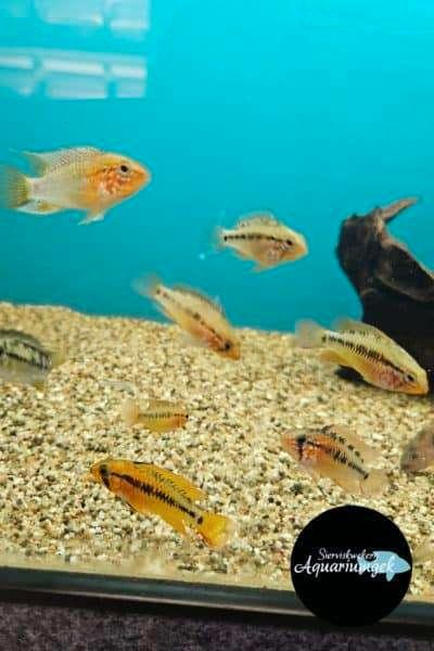 Apistogramma macmasteri red mask, Dieren en Toebehoren, Vissen | Aquariumvissen, Zoetwatervis, Vis