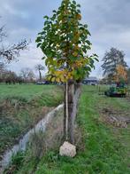 Magnolia kobus (beverboom), Ophalen, Halfschaduw, Overige soorten, Lente