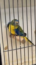 Turquoisine - Turquoisines, Dieren en Toebehoren, Vogels | Parkieten en Papegaaien, Meerdere dieren, Parkiet, Geringd