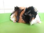 schitterende jonge cavia - driekleur borstel beertje, Cavia, Juni, Mannelijk, Tam