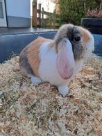 Hangoorkonijnen (dwerg) 11 weken oud, Dieren en Toebehoren, Konijnen, Mannelijk, Dwerg, Hangoor