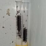 Camponotus lateralis 1q 600-650w | mieren ants mierenkolonie, Dieren en Toebehoren, Mieren