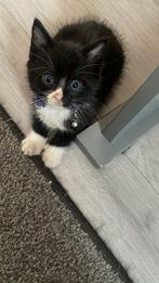Kitten, Kater
