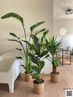 3 For 120- Strelitzia Nicolai & Ficus Lyrata&Yucca, Huis en Inrichting, Kamerplanten, Ficus, In pot, Minder dan 100 cm, Groene kamerplant