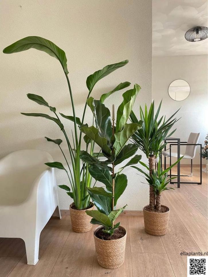 3 For 120- Strelitzia Nicolai & Ficus Lyrata&Yucca, Huis en Inrichting, Kamerplanten, Ficus, Minder dan 100 cm, Groene kamerplant
