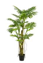 philodendron met lianen 195cm, Ophalen of Verzenden, Nieuw