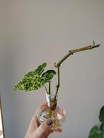 Gewortelde stek syngonium, Overige soorten, Minder dan 100 cm, Groene kamerplant, Halfschaduw