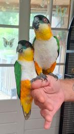 2 zwartkop caiques, Dieren en Toebehoren, Meerdere dieren, Papegaai, Geringd