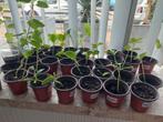 Courgette en komkommer plantjes, Tuin en Terras, Planten | Tuinplanten, Ophalen, Volle zon, Groenteplanten, Eenjarig