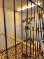 Timor zebravinken, Meerdere dieren