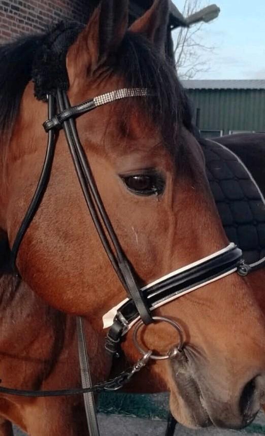 Rondgenaaid hoofdstel, wit onderlegd, maat full, Dieren en Toebehoren, Paarden en Pony's | Hoofdstellen en Tuigage, Gebruikt, Dressuur