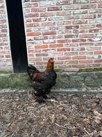 Brahma haan, Dieren en Toebehoren, Pluimvee, Mannelijk, Kip