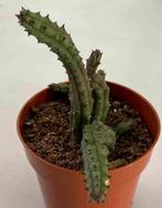 Huernia Repens, Minder dan 100 cm, Ophalen of Verzenden, Vetplant