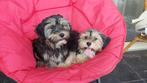 BOOMER   PUPS  (  DE LAATSTE   !!!!!!!!!!!!!!!!, Maltezer, Nederland, CDV (hondenziekte), 8 tot 15 weken