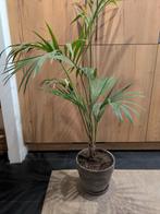 Kentia Palm met grijze pot, 150cm hoog, Groene kamerplant, Ophalen, Palm, 100 tot 150 cm