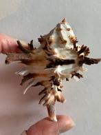 Murex  endivia schelp, Ophalen of Verzenden, Schelp(en)