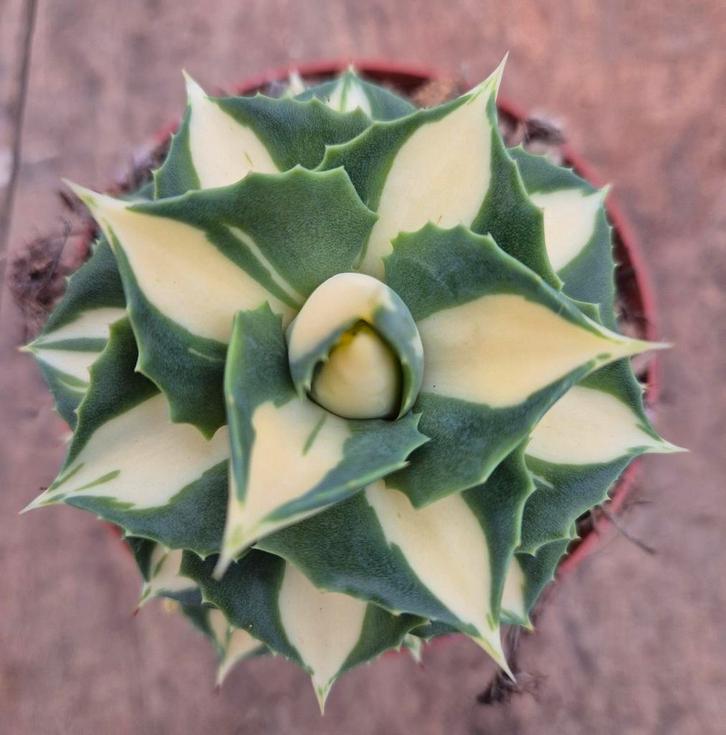 Agave Potatorum Gold p10 (2), Huis en Inrichting, Kamerplanten, Minder dan 100 cm, Ophalen of Verzenden