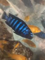 Chindongo saulosi cichliden, Dieren en Toebehoren, Vis