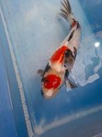 Te koop zeer mooie maruten showa, Dieren en Toebehoren, Vissen | Vijvervissen, Karper of Koi