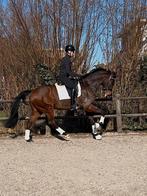 IN PRIJS VERLAAGD Fijne 8 jarige allround ruin, Dieren en Toebehoren, Paarden, Gechipt, Ruin, M, Dressuurpaard