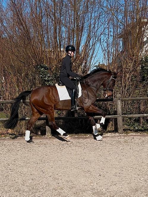 IN PRIJS VERLAAGD Fijne 8 jarige allround ruin, Dieren en Toebehoren, Paarden, Ruin, M, 165 tot 170 cm, 7 tot 10 jaar, Dressuurpaard
