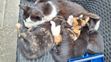 Lieve Boerderij kittens/ poesjes, nog 2 over...! beschikbaar voor biedingen