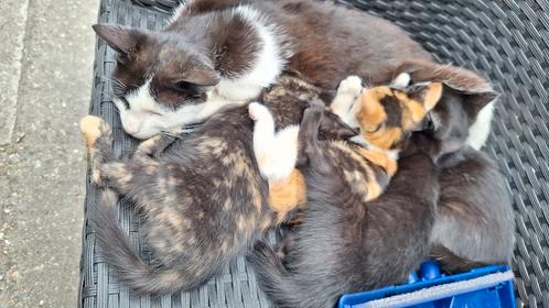 Lieve Boerderij kittens/ poesjes, nog 2 over...!, Dieren en Toebehoren, Katten en Kittens | Overige Katten, Meerdere dieren