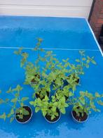 Nepeta Faassenii (Katten kruid), Tuin en Terras, Planten | Tuinplanten, Overige soorten, Volle zon, Vaste plant, Ophalen of Verzenden