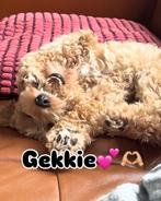 Mini Australian labradoodle dekreu, Dieren en Toebehoren, Honden | Dekreuen, Reu, CDV (hondenziekte), 1 tot 2 jaar, Eén hond