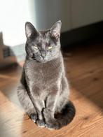 Kat overnemen, Dieren en Toebehoren, Kater, Gechipt