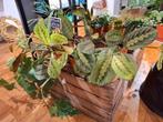 Maranta Tricolor, Huis en Inrichting, Kamerplanten, Overige soorten, In pot, Minder dan 100 cm, Groene kamerplant