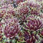 Sempervivum, vetplanten en rotsplanten. P9 plantgoed., Bodembedekkers, Volle zon, Vaste plant, Ophalen of Verzenden