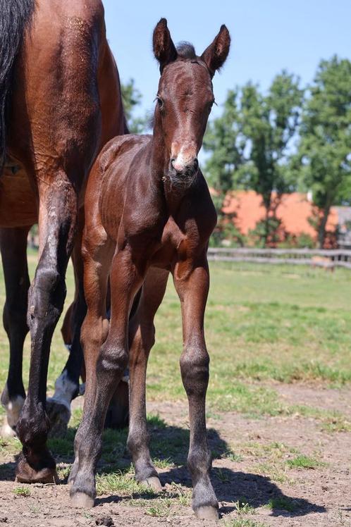 Pippie van Stal vrije paarden, Dieren en Toebehoren, Paarden, Merrie, 0 tot 2 jaar, Dressuurpaard, Met stamboom, Gechipt, Ontwormd