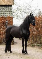 Unieke kans!!!!!  Win actie PYTER FB35 ter dekking, Hengst