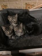 Jonge kittens, Dieren en Toebehoren, Katten en Kittens | Raskatten | Korthaar