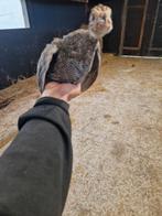 11 parelhoenderkuikens, Dieren en Toebehoren, Pluimvee, Meerdere dieren, Overige soorten