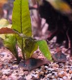 Corydoras Venezuela Orange, Dieren en Toebehoren, Vissen | Vijvervissen, Overige soorten