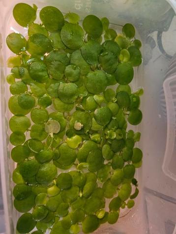 Drijfplanten aquarium beschikbaar voor biedingen