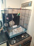 Agapornissen, Dieren en Toebehoren, Vogels | Parkieten en Papegaaien, Meerdere dieren, Dwergpapegaai of Agapornis