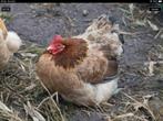 65 euro geboden voor hen die hier (sprekend) op lijkt!, Dieren en Toebehoren, Pluimvee, Vrouwelijk, Kip