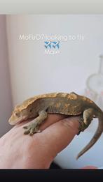 Mannelijke Wimpergekko 1.0, Dieren en Toebehoren, Reptielen en Amfibieën, Hagedis, 0 tot 2 jaar